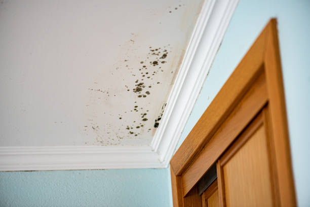 Best Emergency Mold Remediation in William Paterson University Of New Jersey, NJ