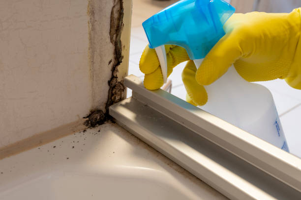 Best Basement Mold Remediation in William Paterson University Of New Jersey, NJ