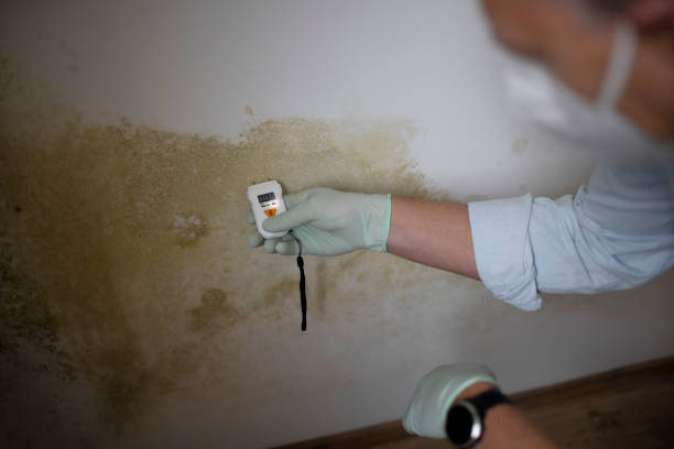 Best White Mold Remediation in William Paterson University Of New Jersey, NJ