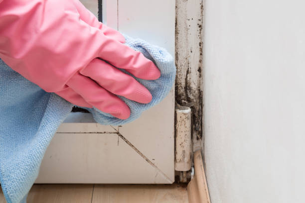 Best White Mold Remediation in William Paterson University Of New Jersey, NJ