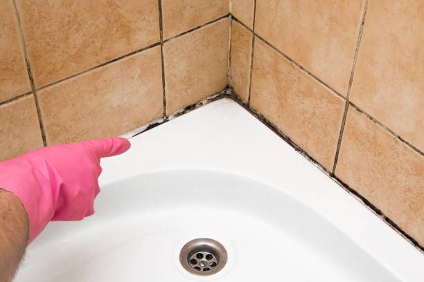 Best Kitchen Mold Remediation in William Paterson University Of New Jersey, NJ